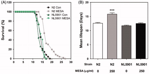 Figure 5. Effects of MESA on the lifespan of C. elegans. Worms were grown in the NGM agar plate at 25 °C in the absence or presence of MESA after embryo isolation. The mortality of each group was determined by daily counting of surviving and dead animals. (A) The lifespan of MESA-treated (250 μg/mL) N2 and NL5901 worms was plotted as a survival curve using Kaplan-Meier analysis. (B) The mean lifespan of worms was calculated from the survival curves and data are expressed as the mean ± S.E.M. Statistical difference between the curves was analyzed by the log-rank test. Differences compared to the control were considered significant at ***p < 0.001.