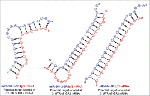 Figure 6. Predicted binding sites of miR-664 in the 5′- and 3'-UTRs of IGF2 mRNA.