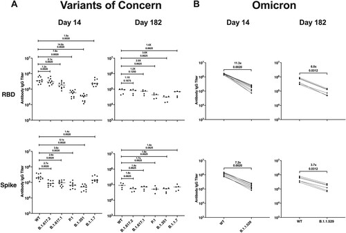 Figure 7. Infection with SARS-CoV-2/USA/WA1 induces a durable and cross-reactive antibody response against variants of concern. Serum samples collected on 14 (n = 10) and 182 dpi (n = 6) from an additional group of hamsters given a primary SARS-CoV-2 infection were used in a multiplex immunoassay. (A) Antibody binding and fold change against the RBD and S protein for both the Wuhan-1 (WT) and VOCs including B.1.617.2, B.1.617.1, P.1, B.1.351, and B.1.1.7. (B) Antibody binding and fold change against the RBD and S protein for Wuhan-1 (WT) and B.1.1.529. Non-parametric pairwise analysis for RBD and S specific IgG titres were performed by Wilcoxon matched-pairs signed-rank test. p-values are displayed below the fold-change value.