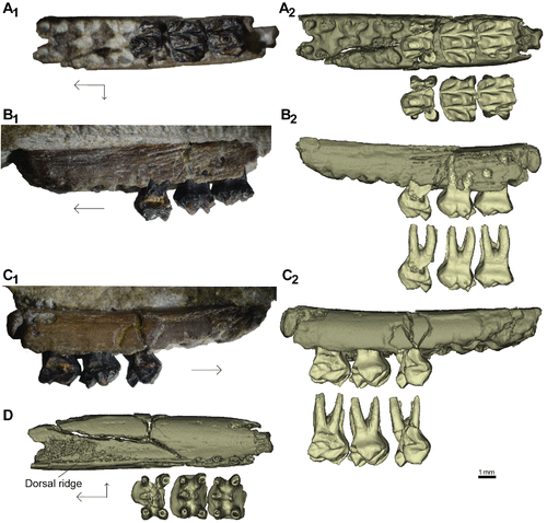 FIGURE 2. Stereognathus ooliticus, BGS GSM113834, holotype. A1, occlusal view; A2, occlusal view digital reconstruction, with teeth segmented from jaw; B1, buccal view; B2, buccal view digital reconstruction, with teeth segmented from jaw; C1, lingual view; C2, lingual view digital reconstruction, with teeth segmented from jaw; D, dorsal view of maxilla. Anterior direction indicated by longer black arrow, lingual by shorter arrow.