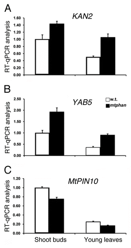 Figure 1. Quantitative RT-PCR analysis of leaf polarity and patterning gene expression in Medicago truncatula. (A) KAN2, (B) YAB5, and (C) MtPIN10 gene expression was analyzed in shoot buds and young leaves of one-month-old wild-type (R108) and mtphan mutant. The expression level was normalized using a Medicago ACTIN gene. Shown are means ± s.d. (n = 3).