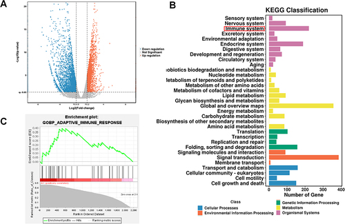 Figure 5 Bioinformatics analysis revealed the immune-regulation effects of BCL plus SDT therapy. (A) Volcano plots of the differentially expressed genes in 4T1 cells treated with PBS and BCL+US; (B) The top KEGG enrichment terms and (C) GSEA analyses of these genes enriched in (A).