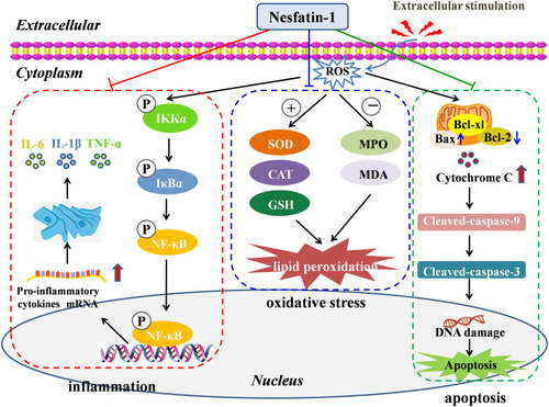 Figure 3 Mechanisms and intracellular processes through which nesfatin-1 exerts its antioxidant, anti-inflammatory and anti-apoptotic effects.