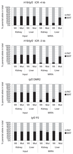 Figure 9 Measuring allele-specific CpG methylation in case of loss of imprinting. DNA from livers and kidneys of normal (Wt) and mutant (Mut) fetuses, carrying CTCF site mutations in the maternal H19/Igf2 ICR allele,Citation47 was subjected to MIRA-SNuPE assays using previously validated 7-plex Sequenom assays.Citation44 DNA methylation was paternal allele-specific in normal, but biallelic in mutant organs at the H19/Igf2 ICR (at −4 and −3 kb from the TSS ) and at the Igf2 DMR2, confirming that the CTCF sites maintain DNA hypomethylation in the maternal allele.Citation47,Citation66 The control Igf2 P2 promoter is not differentially methylated in normal or mutant organs. The ratio of allele-specific CpG methylation at a specific region was expressed as a percent of maternal (black bars) or paternal (grey bars) in the total of MIRA-enriched DNA. The ratio of the parental alleles in the control input DNA was close to 50%. Average values from two independent fetuses are shown with standard deviations.