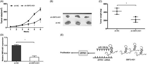 Figure 6. SBF2-AS1 promotes tumor growth in vivo. (A, B) SBF2-AS1 silencing suppressed tumor growth in vivo. (C) The tumor weight of nude mice was measured. (D) The expression level of SBF2-AS1 in tumors of nude mice was detected by qRT-PCR. (E) A schematic diagram of SBF2-AS1/miR-188-5p/ZFP91 regulatory pathway in AML. *p < .05.