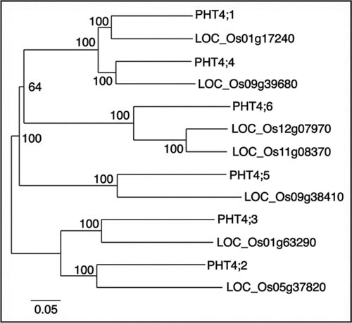 Figure 4 Neighbor joining tree of Arabidopsis and rice PHT4 Pi transporter proteins. Rice sequences are indicated by TIGR locus assignments. The numbers at the branches of the tree are bootstrap values (1,000 replicates). Scale bar indicates substitutions per site.