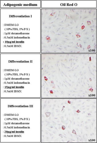 Figure 2. In vitro adipogenic differentiation of bBM-MSCs. Adipogenic induction medium was added with various levels of insulin at concentration of 10, 15 and 20 µg/mL. The cells were stained with Oil Red O (x100).
