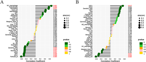 Figure 11 Correlation analysis between the two genes and the immune cells. (A) The association of Col17a1 with immune cells shown by lollipop diagram. (B) The association of Gria4 with immune cells shown by lollipop diagram.