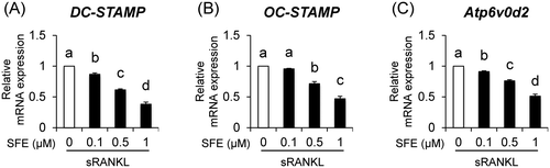 Fig. 3. Effects of SFE on expression of osteoclast cell fusion molecules.