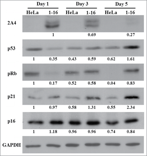 Figure 7. Western blot demonstrating elevated expression of p53, pRb and p21 in HeLa(1-16) compared to HeLa. Cell lysate was collected after different numbers of days in culture and data were quantified after GAPDH normalization. Numbers below each lane represent relative expression ratio.