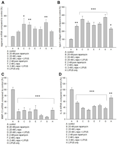 Figure 3 (A) L-rapa at 20 nM and 2 nM combined with LIPUS caused 2.1-fold and 2.4-fold increases in aggrecan mRNA expression in HOACs, respectively. (B) Pure rapamycin and L-rapa with or without LIPUS significantly increased type II collagen mRNA expression by about 2.5~3.7-folds in HOACs. (C) Pure rapamycin and L-rapa with or without LIPUS, and LIPUS alone largely suppressed MMP-13 mRNA expression and (D) IL-6 mRNA expression was reduced by pure rapamycin and L-rapa in the presence or absence of LIPUS in HOACs (*P<0.05; **P<0.01; ***P<0.001 by one-way ANOVA, N=5).