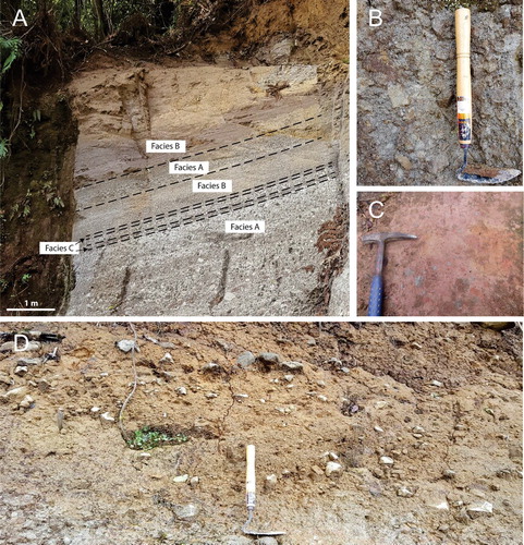 Figure 7. A, Facies A, B and C in outcrop at quarry #34 where the massive lapilli tuff of facies A contrasts with the laminated-bedded crystal and lithic-rich coarse tuff and very-fine lapilli of facies B. The thin tuff beds of facies C form two thin and laterally continuous bands across the outcrop. B, Facies A within unit SQ2 at the summit quarry. C, Facies D in outcrop at the summit quarry displaying red-coloured, matrix-supported, poorly sorted, non-welded massive lapilli-block tuff. D, Facies E of unit SQ3 within the summit quarry showing reverse grading of blocks and a fines-rich basal layer marked near the base of the photo by the top of the scraper which is used for scale.