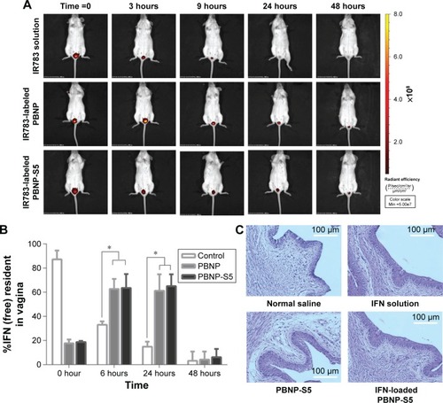 Figure 6 In vivo evaluation of sulfated PBNPs.Notes: (A) Prolonged intravaginal placement of IR783-labeled PBNPs and PBNP-S5 in mice in comparison with IR783 solution demonstrated by in vivo fluorescent imaging in mice. (B) Prolonged intravaginal presence of IFN using PBNP and PBNP-S5 as drug delivery systems determined by vaginal washing and ELISA (mean ± SD, n=6). (C) Preliminary local irritation evaluation: histological microscopy of vaginal mucosa of mice intravaginally administered with normal saline (negative control), IFN solution, PBNP-S5 and IFN-loaded PBNP-S5. *P<0.05.Abbreviations: PBNPs, phenylboronic acid-rich nanoparticles; PBNP-S, sulfonate-modified phenylboronic acid-rich nanoparticles; PBNP-S5, PBNP-S at a weight ratio of 5%; IFN, interferon; ELISA, enzyme-linked immunosorbent assay; SD, standard deviation.