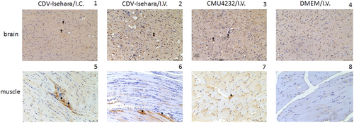 Fig. 8 VP2 expression in the brain and the skeletal muscle of EV-A71-infected mouse models.The brain (1) and the skeletal muscle (5) of mouse model with Isehara/I.C.; the brain (2) and the skeletal muscle (6) of mouse model with CDV-Isehara/I.V.; the brain (3) and the skeletal muscle (7) of mouse model with CMU0804/I.V.; the brain (4) and the skeletal muscle (8) of MOCK mouse with DMEM/I.V. Arrowheads indicate EV-A71-positive cells (IHC staining against EV-A71 VP2, magnification: 200 × ). Representative samples are shown for each group