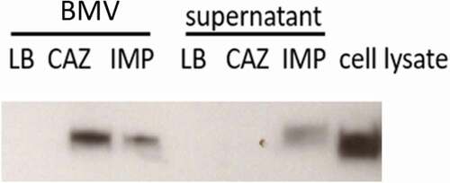 Figure 7. Treatment with 1/2 the minimal inhibitory concentration of ceftazidime (CAZ) increased the amount of lipopolysaccharide (LPS) carried by bacterial membrane vesicles (BMVs) but not the amount in supernatants, compared to treatment with imipenem (IMP). LPS was detected with an anti-LPS antibody by western blot analysis. Cell lysate of ATCC 17978 was used as a positive control