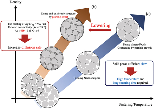 Figure 8. Schematic of the sintering of (a) BaTiO3 and (b) BaTiO3/Ag nanocomposites.