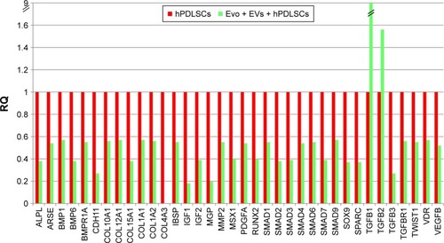 Figure 6 Relative gene-expression fold changes by qRT-PCR in Evo + EVs + hPDLSCs.Notes: Evo + EVs + hPDLSCs compared to hPDLSCs. Cells cultured with Evo + EVs showed modulation of 36 genes, with only TGFB1 and TGFB2 upregulated. Transcripts show a P-value <0.05; P-values adjusted using Benjamini–Hochberg false-discovery-rate correction.Abbreviations: qRT-PCR, quantitative reverse-transcription polymerase chain reaction; Evo, Evolution; EVs, extracellular vesicles; hPDLSCs, human periodontal-ligament stem cells; RQ, relative quantification.