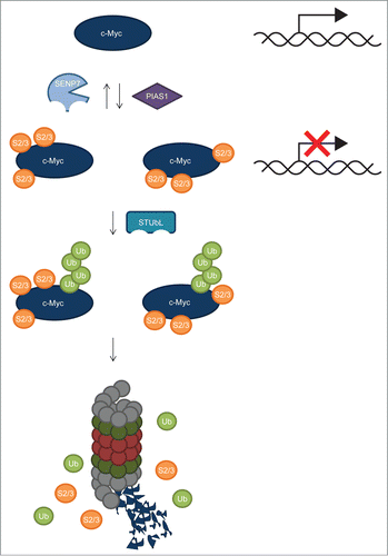 Figure 7. Regulation of c-Myc by SUMOylation: model. Our results indicate that c-Myc is heavily SUMOylated on at least 10 different sites in a promiscuous manner. The SUMO E3 ligase PIAS1 mediates c-Myc SUMOylation. Inhibiting c-Myc SUMOylation by PIAS1 knockdown resulted in increased transcriptional activity, indicating that SUMOylation inhibits c-Myc transcriptional activity. SUMO deconjugation is carried out by the SUMO-specific protease SENP7, possibly recognizing closely-spaced SUMOs on c-Myc. SUMO-Targeted Ubiquitin Ligases (STUbLs), including RNF4, play a role in the ubiquitylation of SUMOylated c-Myc, possibly also by recognizing closely-spaced SUMOs on c-Myc. Subsequently, co-modified c-Myc is targeted to the proteasome for degradation.