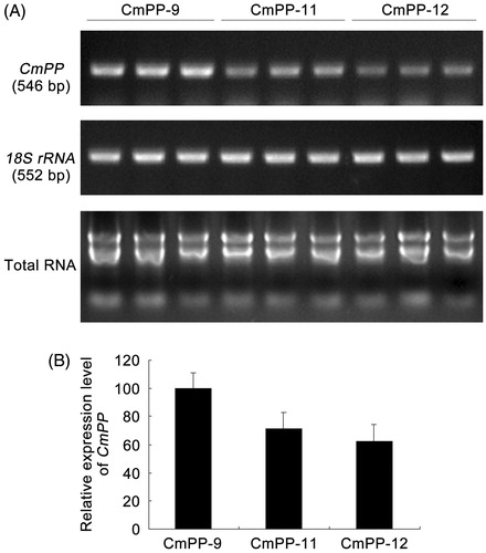 Figure 7. CmPP expression in transgenic tobacco lines (CmPP-9, CmPP-11, CmPP-12) analyzed by semi-quantitative RT-PCR (A) and subsequent gel-band gray densitometric estimation (B). Error bars represent the SD of three separate trials with different plants of each transgenic line.
