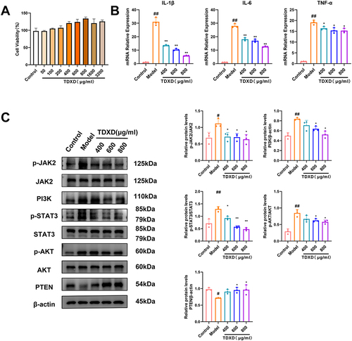 Figure 7 TDXD attenuated inflammatory responses related to inhibition of PI3K/AKT/PTEN and JAK2/STAT3 signaling pathways in LPS-induced RAW264.7 cells. (A) Cell viability analyzed by CCK-8 (mean ± SD, n = 3). (B) mRNA expression of IL-1β, IL-6, and TNF-α analyzed by RT-PCR (mean ± SD, n = 3). (C) Protein expression of PI3K, p-AKT/AKT, PTEN, p-STAT3/STAT3, and p-JAK2/JAK2 analyzed by Western blotting (mean ± SD, n = 3). Each experiment was conducted in triplicates. #P < 0.05 and ##P < 0.01, compared with normal group; *P < 0.05 and **P < 0.01, compared with model group.