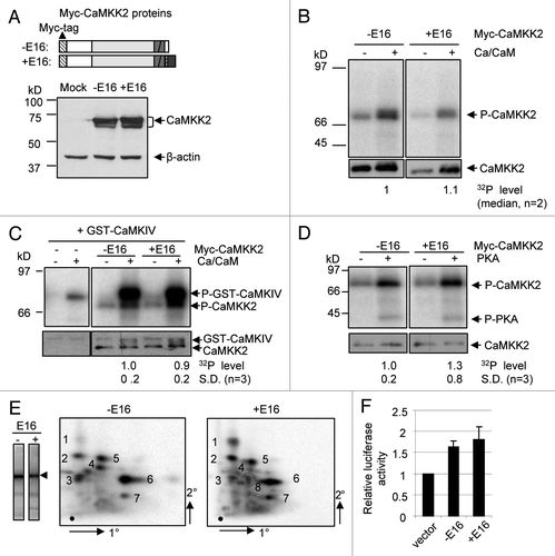 Figure 3 Biochemical properties of the Myc-CaMKK2 variants. (A) Upper, diagram of the Myc-CaMKK2 variants (domains are as in Fig. 1). Lower, a western blot of Myc-CaMKK2 expressed in HE K293T cells probed with the anti-cMyc primary antibody. Both cDNAs contain exon 14 therefore encoding the kinase active isoforms. (B–D) Upper, In vitro kinase assays for the autophosphorylation (B) and phosphorylation of GST-CaMKIV (C) by Myc-CaMKK2 variants in the presence or absence of Ca2+ and Calmodulin (Ca-CaM), as indicated, as well as their phosphorylation by PKA (D). Phosphorylated Myc-CaMKK2 variants, PKA and GST-CaMKIV are indicated to the right of the gels. Lower, western blots with anti-cMyc or anti-CaMKIV antibodies accordingly, to show the protein input, as indicated. The level of the phosphorylation signals of the variants are indicated below the gels. (E) Phosphopeptide mapping of Myc-CaMKK2 −E16 and Myc-CaMKK2 +E16 immunoprecipitated from HE K293T cells with coexpressed wild type Flag-PKA. Left: immunoprecipitated 32P-labeled variant poteins (arrow head) used for peptide mapping. Spots consistently showed up for both variants are numbered to their left (#1–4) or right (#5–8). The intensities of spots #1 and 4 appear different here but not consistent between experiments, likely due to partial digestion. The Myc-CaMKK2 +E16-specific spot is circled. Orientations of the first (1°) and the second (2°) dimensions of the thin layer chromatography (TLC) plates are as indicated. (F) Transcriptional activities of Myc-CaMKK2 variants on a CRE (cAMP/calcium-responsive element) reporter in B35 cells in a dual-luciferase assay. Relative luciferase activities (mean ± SEM, n = 6) of either Myc-CaMKK2 −E16 (−E16) or Myc-CaMKK2 +E16 (+E16) were normalized to that of the vector control.