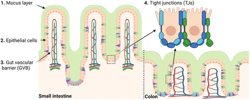 Figure 2. Gut mechanical barrier components. 1. Mucus layer is the outer mechanical barrier composed by mucus. 2. Epithelial cells: enterocytes, goblet cells, enteroendocrine cells, Paneth cells and microfold cells. 3. Tight junctions (TJs) are composed of proteins that control the paracellular pathway, as well as adherent junctions, desmosomes, and gap junctions. 4. Gut vascular barrier (GVB) constitutes the inner layer of defense, and it is composed by endothelial cells linked by TJs among others and different proteins that play a fundamental role regulating blood vessel permeability. Figure created with BioRender.com.