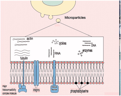 Figure 3. Microparticle content. External surface of plasma membrane in general contains negatively charged phosphatidylserine along with membrane proteins like major histocompatibility complex molecules, integrins and tissue factor. In the cytosol, there is no organised nucleus but apart from cytoskeleton proteins and enzymes, nucleic acid remnants (DNA or RNA) are present.