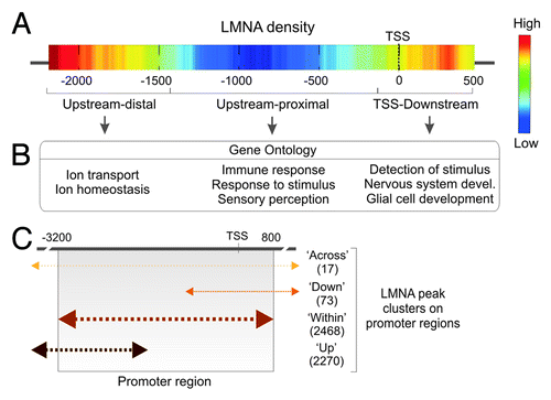 Figure 4. Topological landscape of LMNA on promoters. (A) LMNA peak density on promoter regions. Highest densities are found upstream-distal from the TSS, and in a TSS-downstream region. (B) Genes with a promoter bound to LMNA in the sub-regions defined from the density map fall into distinct gene ontology categories. (C) Distribution of LMNA peaks over 4 Kb of promoter regions in adipose stem cells. Promoters with a LMNA peak spanning the 5′ end of tiled regions or entirely contained within the tile regions are the most frequent. Numbers of genes in each cluster are shown (Lund EG and Collas P, unpublished).