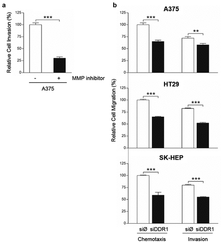 Figure 7. Silencing of DDR1 mRNA reduces MMP-dependent invasion through collagen I and chemotactic migration in response to exogenous collagen I by A375, HT29 and SK-HEP cells. (a) A375 cells were treated or not with MMPs synthesis inhibitor, and then analyzed for their ability to invade a collagen I-coated transwell. (b) Chemotactic migration of transiently transfected A375, HT29 and SK-HEP cells in response to exogenous collagen I. Data are presented as the means ± standard error, n = 3 (**P < 0.001, ***P < 0.0001)