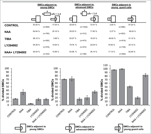 Figure 3. Table and the respective histograms presenting the percentages of subsidiary cell formation in control and treated seedlings. Treatments: CONTROL dH2O; NAA 100 μM, 48 h; TIBA 300 μM, 48 h; LY294002 50 μM, 72 h; NAA 100 μM + LY294002 50 μM, 48 h.
