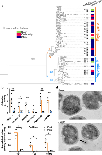 Figure 1. P. micra exists in two phylotypes with phenotypic and genetic diversity.