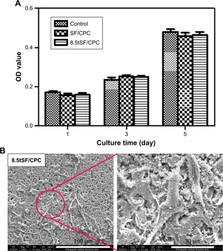 Figure 7 (A) Proliferation of MC3T3-E1 cell on different bone cements. (B) SEM images of MC3T3-E1 cell adhesion on 8.5tSF/CPC bone cement.Abbreviations: CPC, calcium phosphate cement; SF, silk fibroin; OD, optical density; SEM, scanning electron microscopy; tSF, silk fibroin treated with calcium hydroxide.