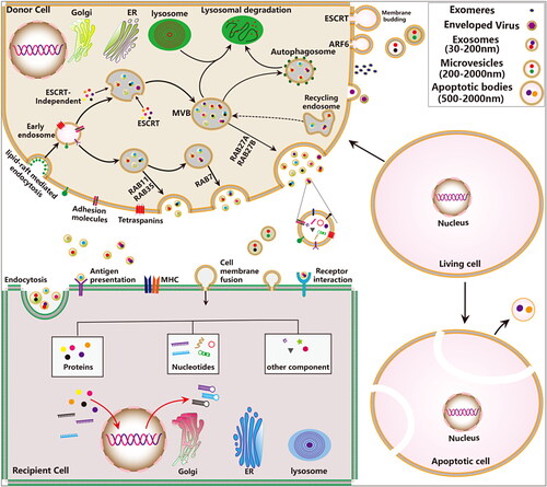 Figure 1. The biogenesis, release and uptake of EVs and their interactions with target cells. The biosynthesis and regulatory mechanisms of different types of secreted EVs. Three major mechanisms have been suggested to mediate the uptake of EVs, including cell membrane fusion, receptor-ligand interactions and endocytosis.