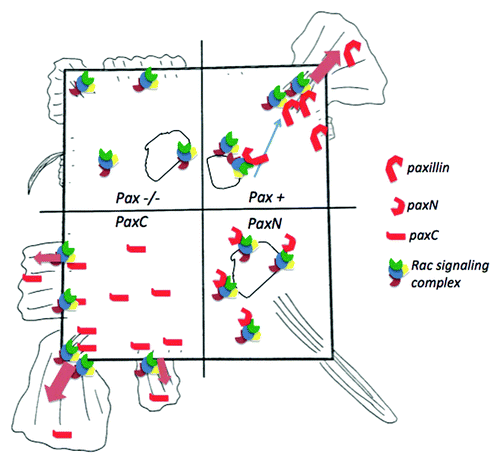 Figure 4. Model of the effects of paxillin and paxillin mutants on lamellipodia formation in square cells. The square, representing a shape-constrained cell, is divided into four quadrants, which correspond to paxillin−/−, paxillin+/+, paxN and paxC cell conditions. In control (pax+) cells (top right), paxillin may bind cytosolic or membrane-bound Rac-activating complexes and recruit them to focal adhesion (FA) sites. For example, upon PDGF receptor activation paxillin could bind Pkl-PIX-PAK complexes containing Arf6-GTP and Rac-GTP and deliver them to corner regions to promote localized lamellipodia formation. In paxillin−/− cells (top left), some active Rac complexes may drive limited, non-localized lamellipodia extension at the cell periphery, but delivery from endosomal compartments to the plasma membrane may be impaired. The C-terminal paxC fragment (bottom left) could compete with Hic-5, PTP-PEST or Rac inhibiting proteins, promoting enhanced lamellipodia formation even in the absence of growth factors. Conversely, the N-terminal paxN fragment (bottom right) could sequester Rac-activating proteins and lamellipodia machinery in the cytosol. The small, spiky protrusions in these cells could be driven by Cdc42 or RhoA instead of by Rac.