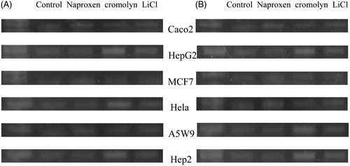Figure 8. Agarose gel electrophoresis bands of survivin (A) and caspase3 (B) genes after treatment with naproxen, cromolyn and LiCl highest concentrations 10 000 nM and the control DMSO for 96 h on Caco2, HepG2, MCF7, Hela, A5W9 and Hep2 cell lines.