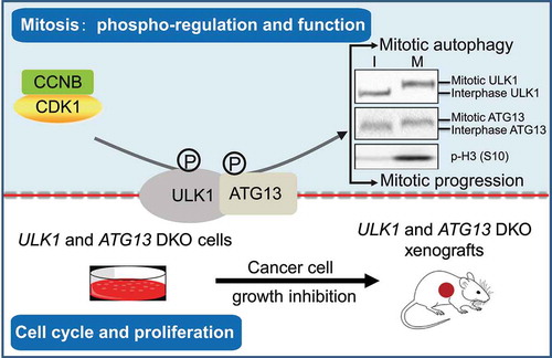 Figure 1. The model illustrates the roles of ULK1-ATG13 in the cell cycle and its phospho-regulation and function in mitosis. When cells are in mitosis, CDK1-CCNB/cyclin B phosphorylates ULK1-ATG13 to induce a significant electrophoretic bandshift. The phosphorylated ULK1-ATG13 promotes mitotic autophagy and cell cycle progression. In asynchronous conditions, double knockout of ULK1 and ATG13 inhibits cancer cell proliferation in both cell and mouse models. I, interphase; M, mitosis