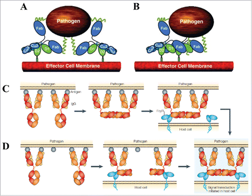 Figure 5. Proposed associative models of FcγR crosslinking and activation. (A) The simple avidity model and (B) the ordered receptor aggregation model by Radaev and Sun. Figure reproduced fromCitation88 with permission from Elsevier. The IgG dislocation models proposed by Woof and Burton: (C) Fc array formation from adjacent antigen-bound IgGs facilitates FcγR binding and (D) FcγR binding to distant antigen-bound IgGs coupled with membrane rearrangement facilitates Fc array formation. Figure reproduced fromCitation8 with permission from Macmillan Publishers Ltd.
