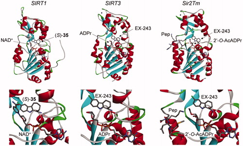 Figure 3. Crystal structures of sirtuins in complex with indole inhibitors EX-243 and its analogue (S)-35. Left: SIRT1/NAD+/(S)-35 (4I5I)Citation31; middle: SIRT3/ADPr/EX-243 (4BVB); right: Sir2Tm/2′-O-AcADPr/deacetyl p53 peptide/EX-243 (4BV2)Citation25. Active site close-up representations are displayed below the full structures. Pep: deacetyl p53 peptide.