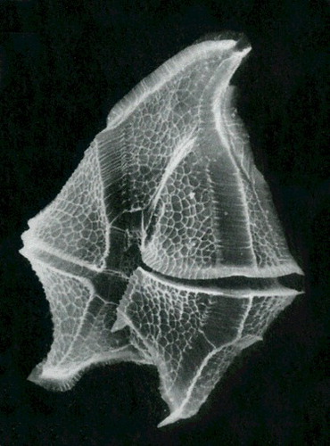 Plate 12. A scanning electron microscope (SEM) image of an entire theca of the modern freshwater dinoflagellate Peridinium limbatum in oblique ventral view. Note the subtriangular dorsoventral outline, the three polar horns, the prominent, highly indented cingulum and sulcus, the regularly reticulate thecal wall, and the striate growth bands which separate the original plate areas. The theca is 94 μm long, and has an equatorial width of 68 μm. This specimen of Peridinium limbatum from Round Pond, Falmouth, Massachusetts, together with others in Evitt & Wall (Citation1968) are believed to be the first ever SEM images of dinoflagellates to be published. They were taken at the Cambridge Instrument Company, Chicago, at a promotional demonstration of the Stereoscan SEM shortly after this model became available. This image was originally published in Evitt & Wall (Citation1968, pl. 1, figs 2, 3), and by Evitt et al. (Citation1998, pl. 1, fig. 5). It is reproduced with the permission of AASP – The Palynological Society.