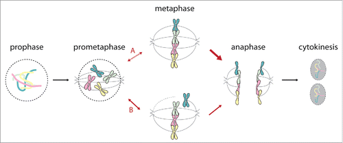 Figure 1. Consequences of PWWP2A depletion on mitosis. Mitosis consists of a series of phases starting from prophase, prometaphase, metaphase, anaphase, telophase (not shown) and cytokinesis. Depletion of PWWP2A causes back-and-forth shuffling between prometaphase and metaphase with many cells showing improperly aligned chromosomes at the equatorial plate (B).