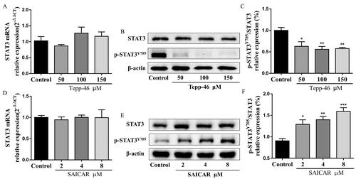 Figure 7. PKM2 nuclear accumulation promoted phospho-STAT3 at Y705 in Th17 cells. (A) The mRNA expression of STAT3 in CD4+T cells (with the condition of Th17-polarization) treated with Tepp-46 (50, 100, and 150 μM) was evaluated by RT-qPCR. (B,C) Tepp-46 (50, 100 and 150 μM)-treated Th17 cell lysates were subjected to western blot of total and phospho-STAT3 (Y705) expression. β-Actin was used as a loading control. (D) The mRNA expression of STAT3 in CD4+T cells (with the condition of Th17-polarization) treated with SAICAR (2, 4 and 8 μM) was evaluated by RT-qPCR. (E,F) SAICAR (2, 4 and 8 μM)-treated Th17 cell lysates were subjected to western blot of total and phospho-STAT3 (Y705) expression. β-Actin was used as a loading control. Data were expressed as the mean ± SEM (n = 3). *p < 0.05, **p < 0.01, ***p < 0.001 compared with the control group by one-way ANOVA with Tukey’s post hoc test.