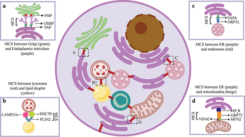 Figure 1. The figure elucidates inter-organellar membrane contact sites (MCS) highlighting the interactions between different organelles within a cell.