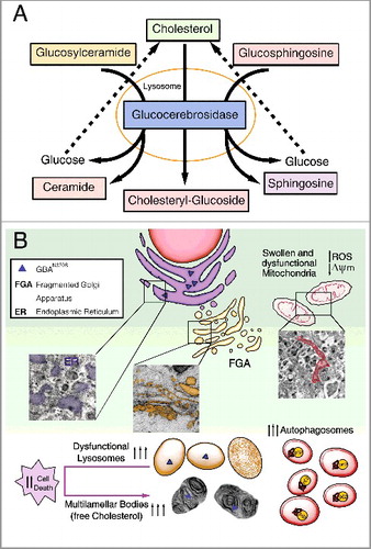 Figure 1. Diagram summarizing the primary altered features caused by GBAN370S. (A) In physiological conditions GBA hydrolyzes its primary substrate glucocerebroside into glucose and ceramide. An alternate substrate, glucosylsphingosine, is also degraded into glucose and sphingosine. GBA also acts as a glycosyltransferase, catalyzing the transfer of glucose from glucocerebroside to cholesterol and leading to the formation of cholesteryl-glucoside. (B) Normal lysosomal function is required for the autophagic clearance of defective cellular organelles and misfolded proteins. The N370S mutation results in GBA loss of function in the lysosomes (caused by its retention in the ER) and accumulation of its substrates. This defect leads to stress, enlargement and disorganization of the ER, and Golgi apparatus fragmentation (FGA), along with subsequent defects in autophagy shown as an autophagosome accumulation. Accordingly, SQSTM1 accumulates due to dysfunctional lysosomes likely caused by cholesterol accumulation that promotes MLB formation. These alterations hamper the removal of damaged mitochondria, inducing ROS production. All this together renders these cells vulnerable to stress-induced apoptosis.