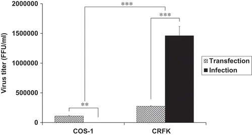 Figure 3. Comparison of virus production between COS-1 cell and CRFK cell. Virus titer was detected in the supernatant of FFV transfection and infection experiments. Viral production caused by 5.8 μg DNA transfection or by an infectivity of 0.1 MOI in COS-1 and CRFK cells at 3 days post-transfection or post-infection, respectively. Data represent mean ± SEM of two independent triplicate experiments (n = 6).