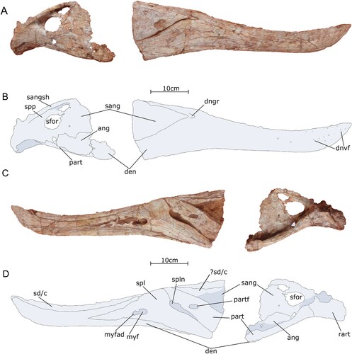 FIGURE 10. Right mandible of the holotype specimen of Qianzhousaurus sinensis (GM 10004). A, photograph of the right mandible in right lateral view; B, line drawing of the right mandible in right lateral view; C, photograph of the right mandible in medial view; D, line drawing of the right mandible in medial view. Abbreviations: ang, angular; den, dentary; dngr, dentary groove; dnvf, dentary neurovascular foramina; myf, mylohyoid foramen; myfad, mylohyoid accessory depression; part, prearticular; partf, prearticular fossa; rart, retroarticular; sang, surangular; sangsh, surangular shelf; sd/c, supradentary coronoid; ?sd/c, possible posterior extension of the coronoid; sfor, surangular foramen; spl, splenial; spln, splenial notch; spp, surangular pneumatic pocket.