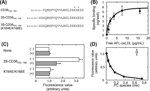 Fig. 1. Utility of 3S-CD36150–168 as a model CD36.Note: (A) The amino acid sequences of CD36149–168, 3S-CD36150–168, and 3S-CD36150–168 (K164E/K166E) are shown in a single-letter code with biotin at the N-terminus. Lysine residues (Lys164 and Lys166), indispensable for interaction with oxLDL/oxPLs, are indicated by asterisks. (B) AFL-oxLDL binding to 3S-CD36150–168 but not to 3S-CD36150–168 (K164E/K166E). Wells of streptavidin-coated plates were pretreated with PBS-BSA alone (None), PBS-BSA containing 5 μM 3S-CD36150–168, or PBS-BSA containing 5 μM 3S-CD36150–168 (K164E/K166E) (K164E/K166E). They were then incubated with PBS-BSA containing 8 μg/mL of AFL-oxLDL in the absence (–) and in the presence (+) of 0.32 mg/mL of non-labeled oxLDL. The mean fluorescence value for the wells pretreated with PBS-BSA alone and then incubated with AFL-oxLDL alone was set at 1.0. Data are expressed as mean ± SD for at least two independent wells. They were analyzed by two-way analysis of variance and Bonferroni’s post hoc test. The p values obtained were 0.0002 for the effect of plate treatment, 0.0020 for the effect of non-labeled oxLDL, and 0.0009 for the plate treatment × non-labeled oxLDL interaction. *p < 0.001 vs. None (–). **p < 0.001 vs. 3S-CD36150–168 (–). p > 0.05 for None (–) vs. None (+), None (–) vs. K164E/K166E (–), and for K164E/K166E (–) and K164E/K166E (+). (C) Saturable pattern of specific binding of AFL-oxLDL to 3S-CD36150–168. Plots of the amounts of AFL-oxLDL bound to plates pretreated with 3S-CD36150–168 vs. the concentration of free AFL-oxLDL are shown. The curve was drawn with the aid of Prism®. Data are expressed as mean ± SD for three independent wells. (D) Inhibition of AFL-oxLDL binding to 3S-CD36150–168 by KOdiA-PC, but not by PAPC. Wells pretreated with PBS-BSA containing 5 μM 3S-CD36150–168 were incubated with PBS-BSA containing 8 μg/mL of AFL-oxLDL in the absence and the presence of KOdiA-PC at the concentrations indicated (solid circles) or PAPC at a concentration of 0.64 mM (hollow circle). Fluorescence values were obtained as described in the text. The mean fluorescence value obtained for the wells incubated with AFL-oxLDL alone was set at 1.0. Data are expressed as mean ± SD for at least two independent wells.