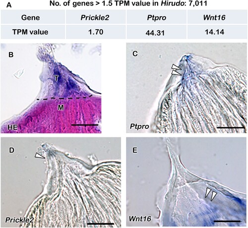 Figure 5. Expressions of tooth-related signaling molecules. Table showing number of genes with >1.5 TPM value in Hirudo teeth after extensive transcriptome analysis (A) and TPM value of the selected genes (A). Transverse section of Hirudo jaw showing pointed teeth embedded in the jaw muscles by H&E staining (B). In situ hybridization showing expressions of tooth-related signaling molecules: Ptpro, Prickle2 and Wnt16 in the Hirudo teeth and its surrounding tissue (C–E). The transverse section of a single jaw showing specific expression pattern of Ptpro from base to the tip of teeth (C). Prickle2 is weakly expressed along the teeth and adjacent muscle, whereas intense expression of Wnt16 is observed at the base of the teeth and adjacent muscle (D–E). Blue color indicates gene expression patterns (Arrowheads, C–E). Dotted line in B demarcates teeth and muscle boundary. T, teeth; M, muscle; HE, hematoxylin and eosin. Scale bar: 20 µm (B–E).