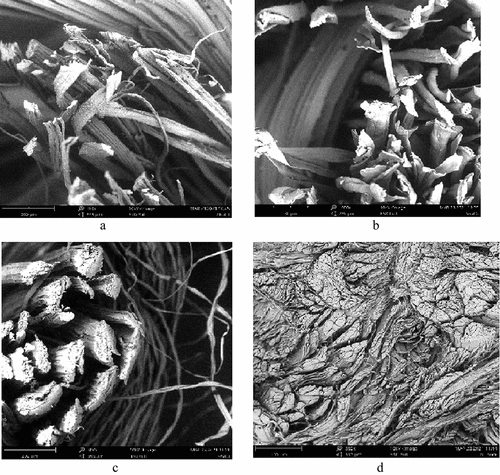 Figure 9. Scanning electron micrographs of sisal based fabrics and cow nubuck leather showing the cross section at a magnification of 300 × . (a) S1; (b) S2; (c) S3; (d) cow nubuck Leather.