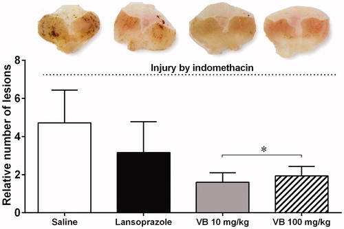 Figure 4. Gastroprotective effect of resin V. oleifera in mice. At the top, typical macroscopic images of the stomachs of mice subjected to injury by indomethacin. The bar graph shows the mean number of lesions in the respective groups. The values are represented as mean ± standard error of the mean. Relative number of lesions compared to negative control group. *p < 0.05 vs. control mice. n = 5.
