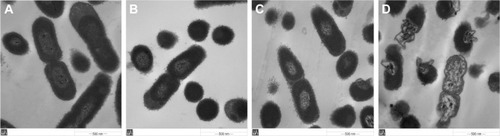 Figure 7 TEM micrographs of E. coli ATCC25922 treated by negative control (A), BA solution (B), Nano-BA5K (C), and polymyxin B (D) for 2 h.Abbreviations: TEM, transmission electron microscopy; BA, bacitracin A; E. coli, Escherichia coli; ATCC, American Type Culture Collection.